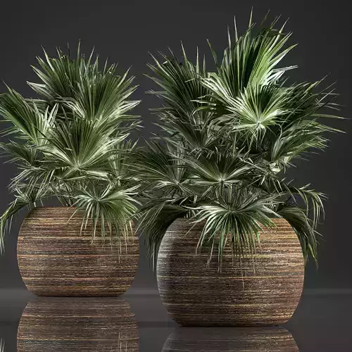 Decorative palm in a basket 822 3D model
