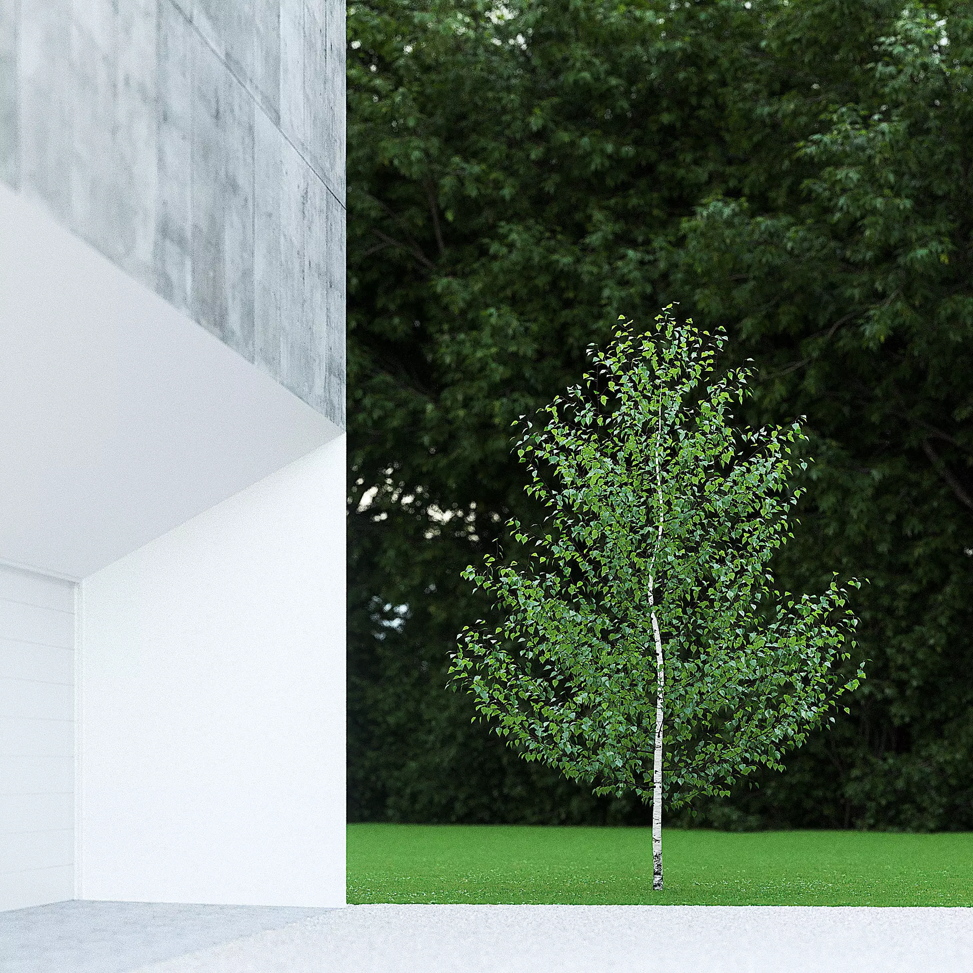 Betula Pendula 5m 002 3D model