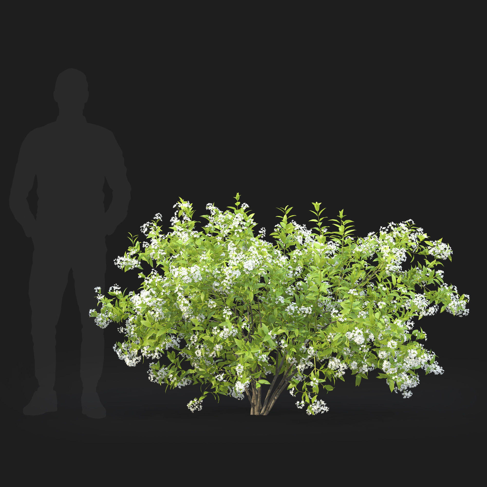 Deutzia  lemoinei 01 3D model_3
