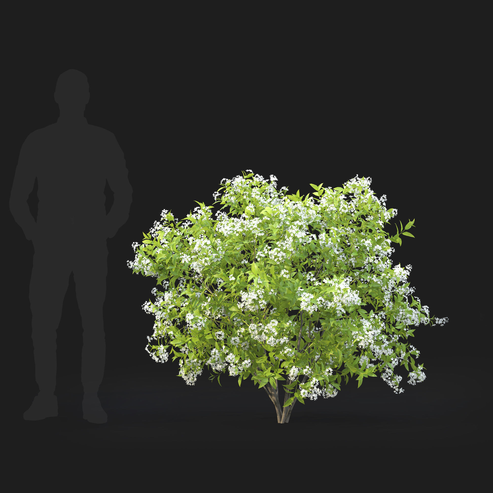 Deutzia  lemoinei 01 3D model_2