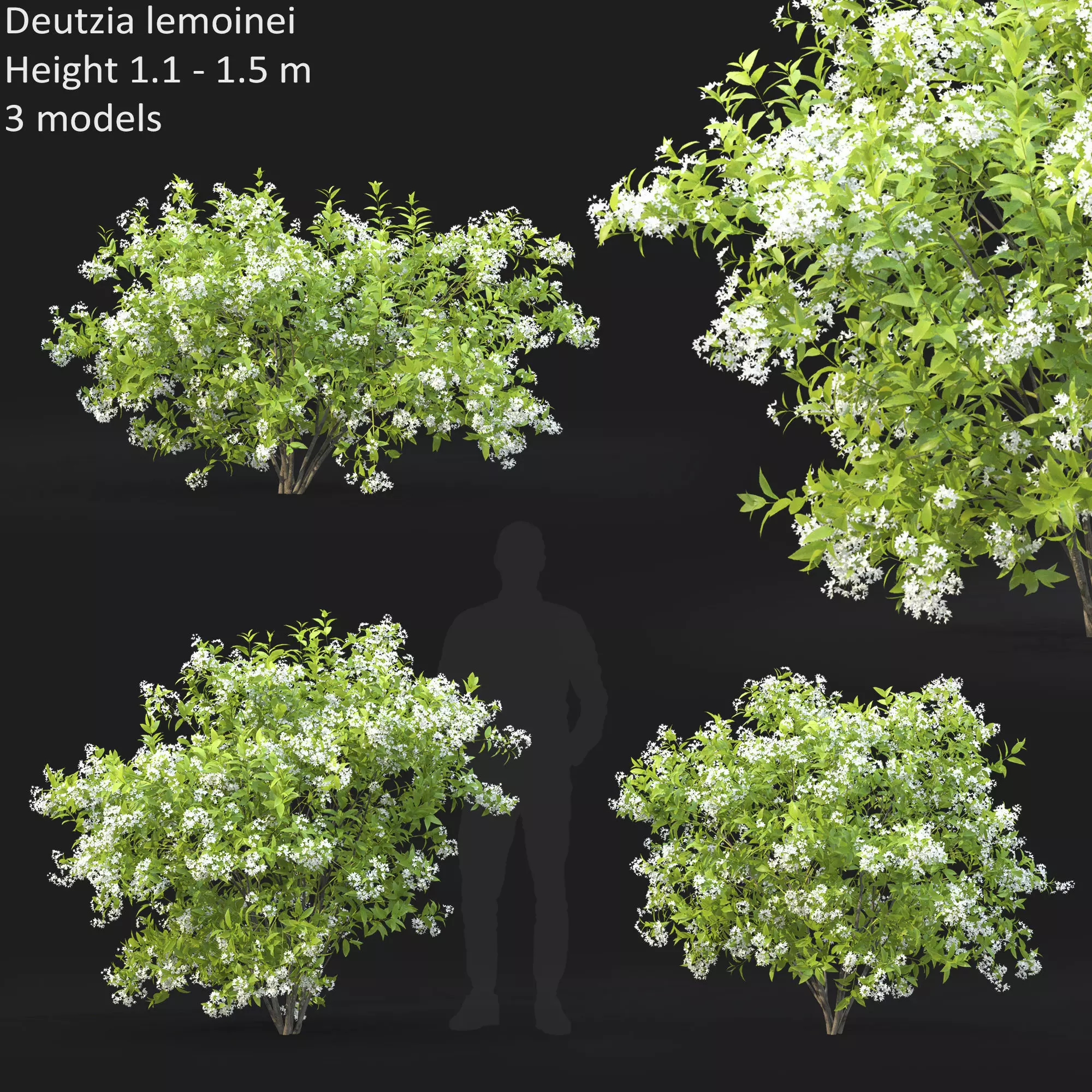 Deutzia  lemoinei 01 3D model_0
