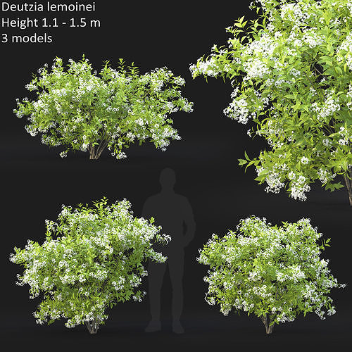 Deutzia  lemoinei 01 3D model