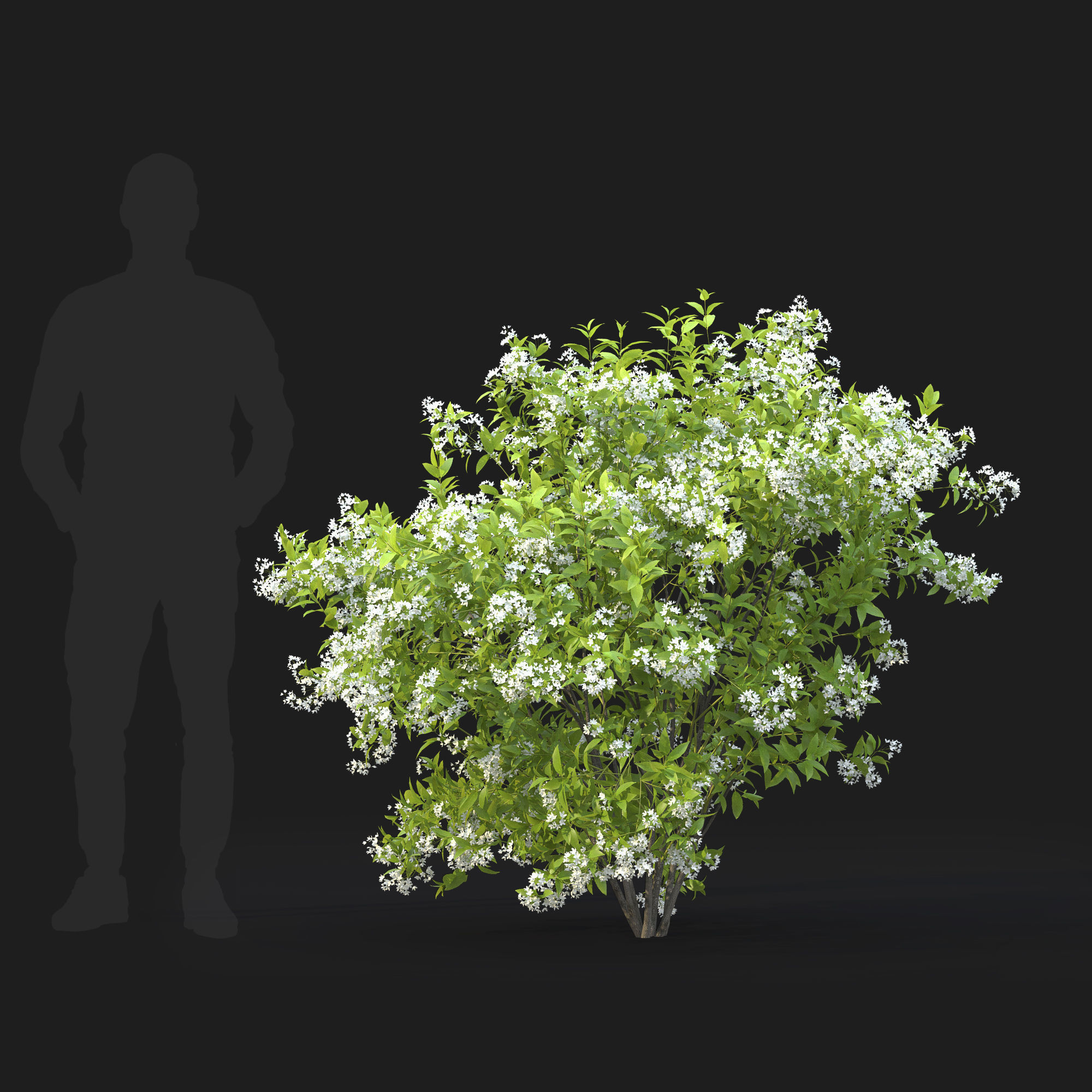 Deutzia  lemoinei 01 3D model_1