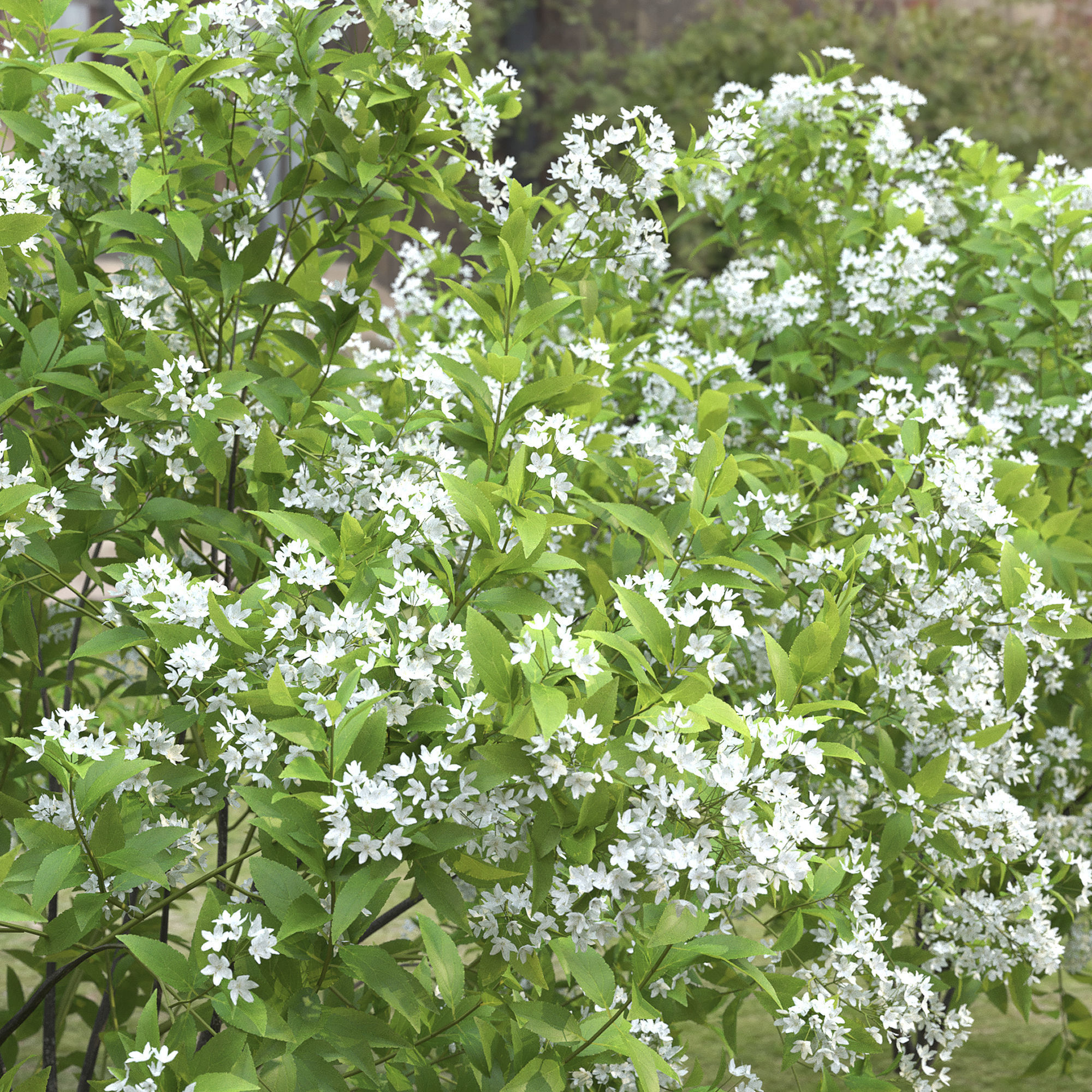 Deutzia  lemoinei 01 3D model_4