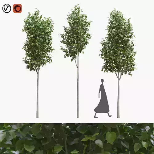 American linden set 05