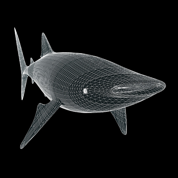 Whale Shark 3D model_7