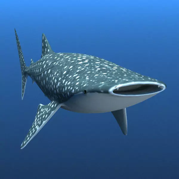 Whale Shark 3D model_0
