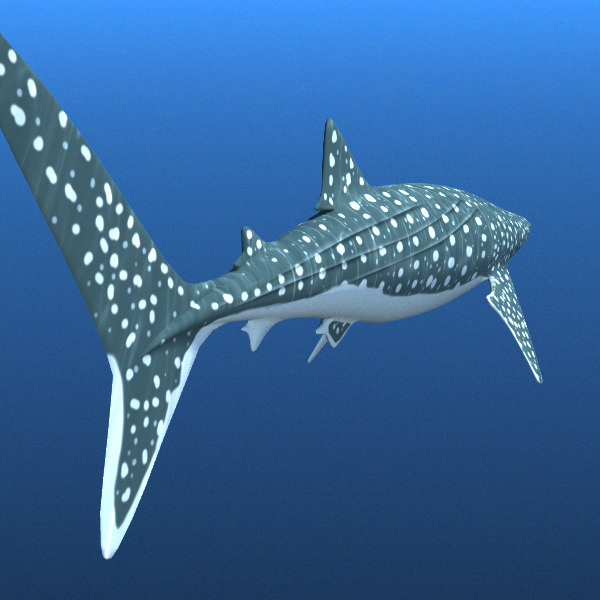 Whale Shark 3D model_2
