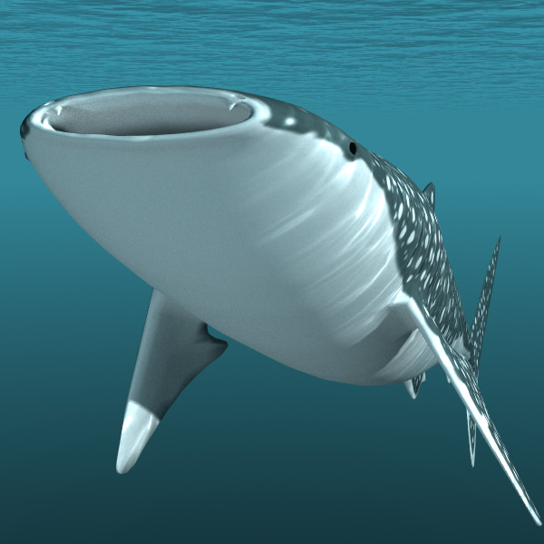 Whale Shark 3D model_8