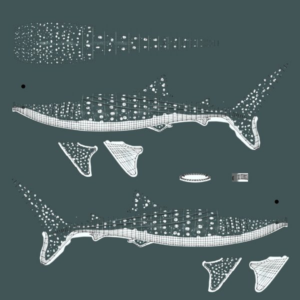 Whale Shark 3D model_4