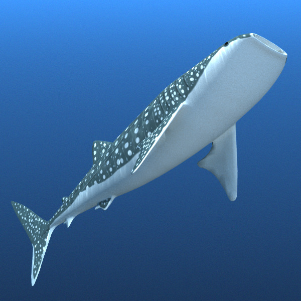 Whale Shark 3D model_6