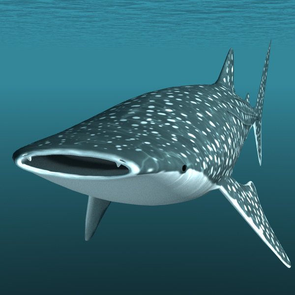 Whale Shark 3D model_3
