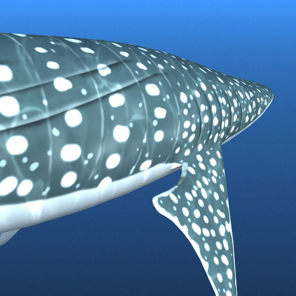 Whale Shark 3D model_5