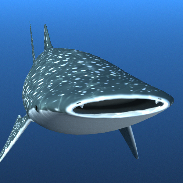 Whale Shark 3D model_1