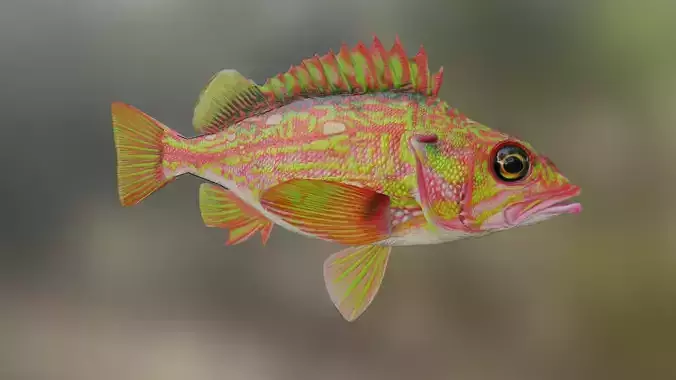 Fish Rosethorn Rockfish 3D model