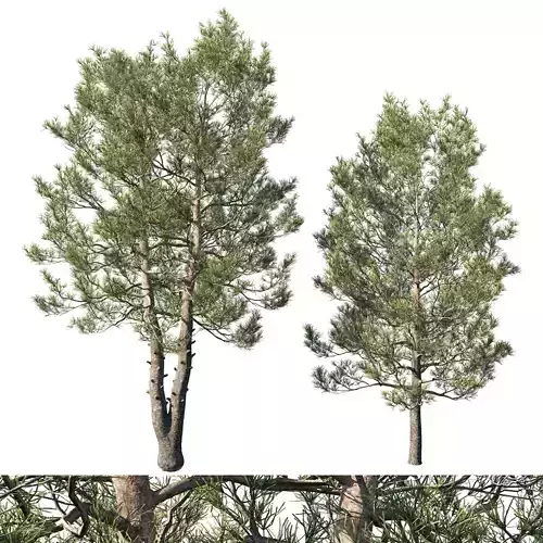 Cedrus Deodara 05 3D model