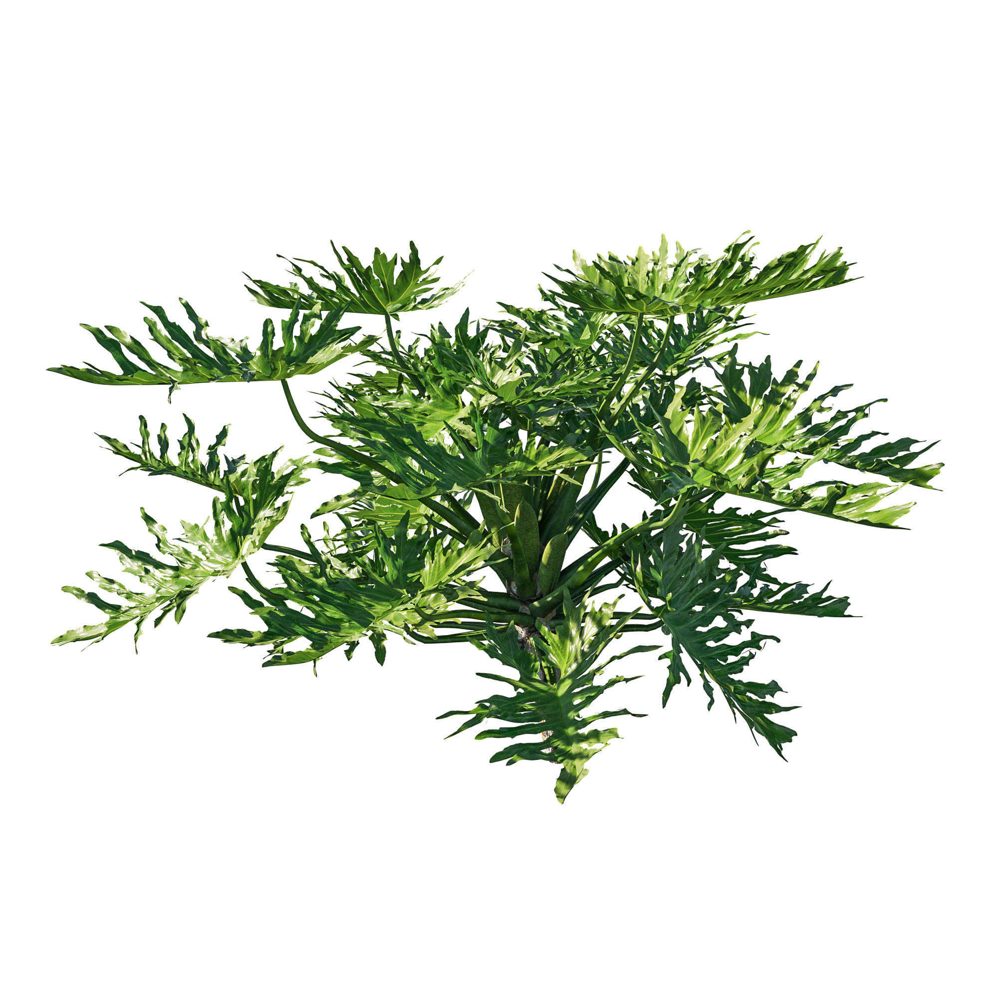 Philodendron Bipinnatifidum tree monstera 3D model_2