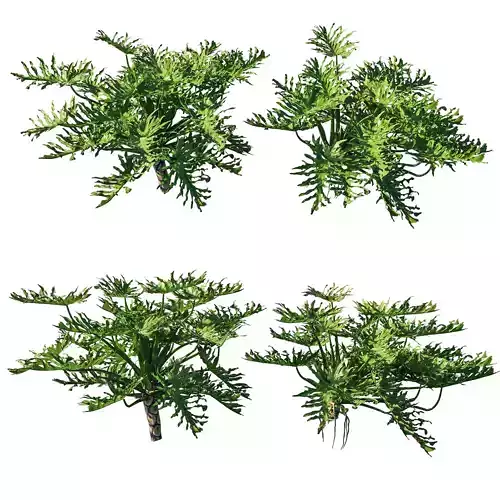 Philodendron Bipinnatifidum tree monstera