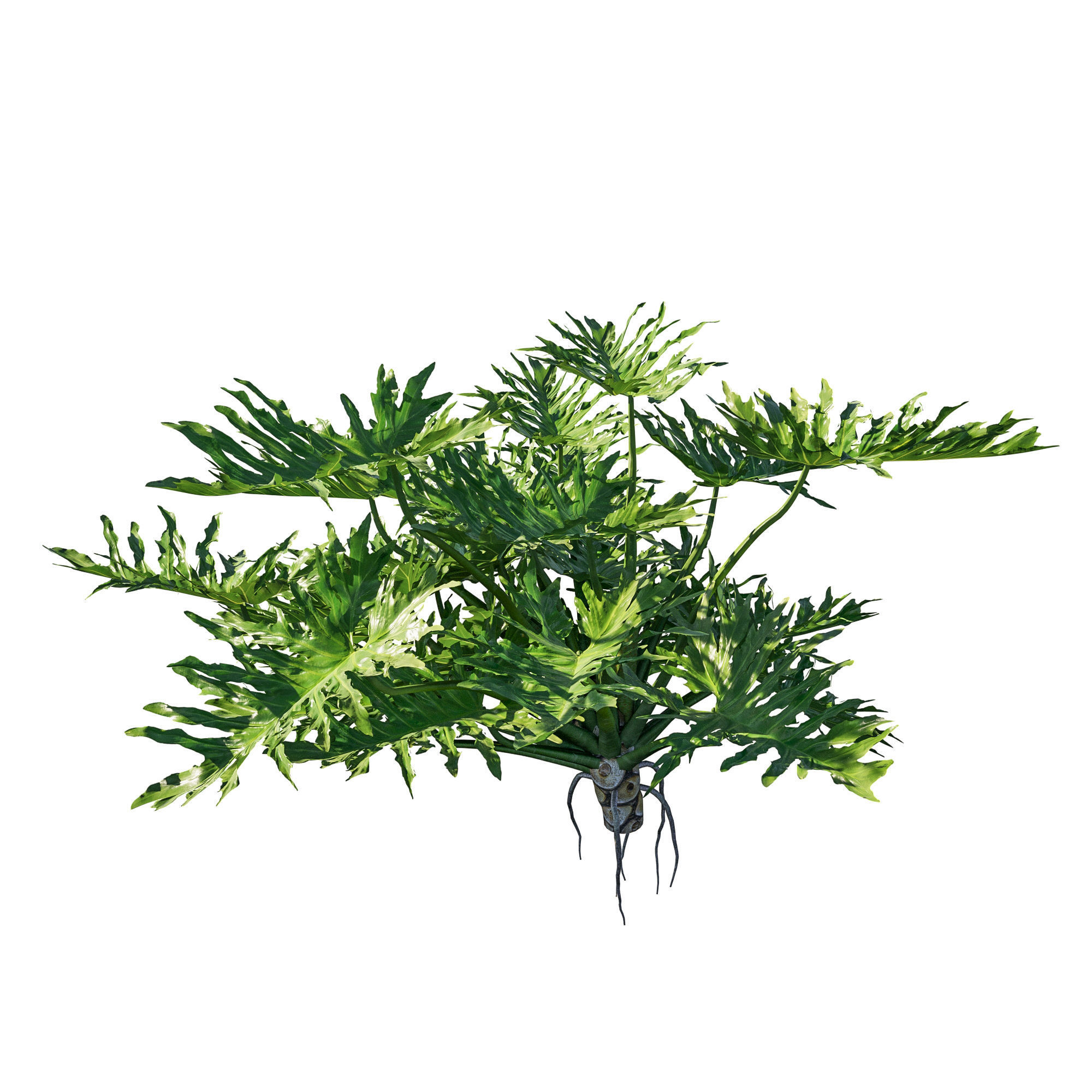 Philodendron Bipinnatifidum tree monstera 3D model_1