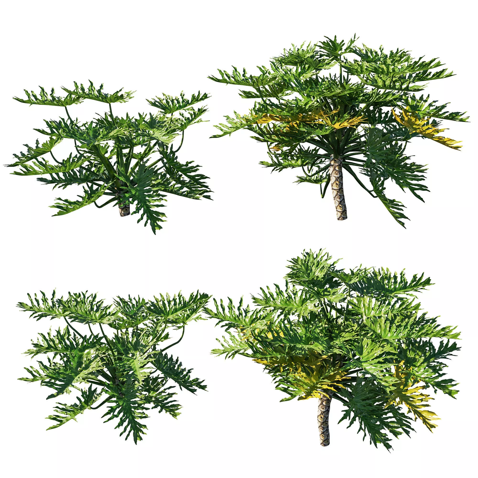 Philodendron Bipinnatifidum tree monstera 02 3D model