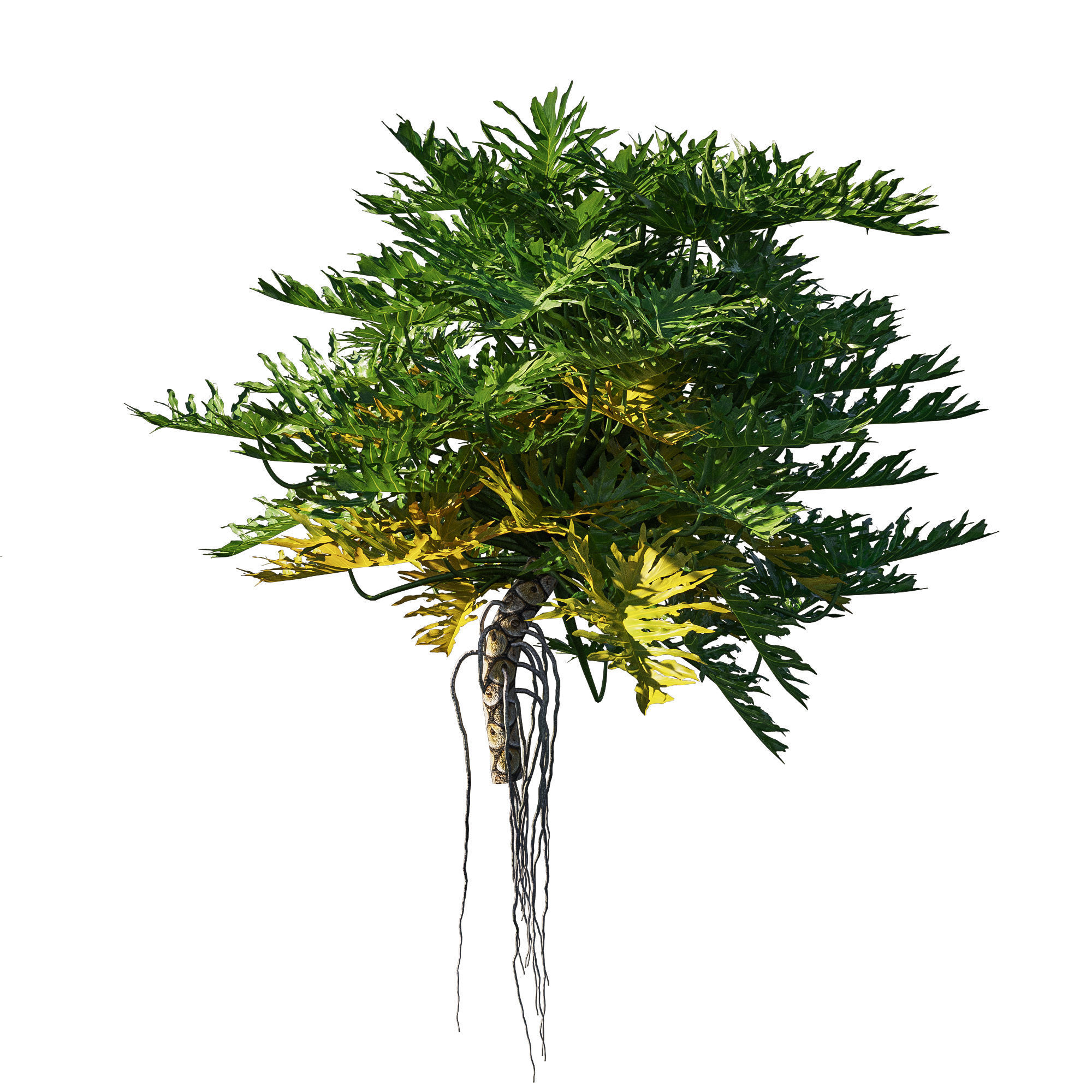 Philodendron Bipinnatifidum tree monstera 03 3D model_2