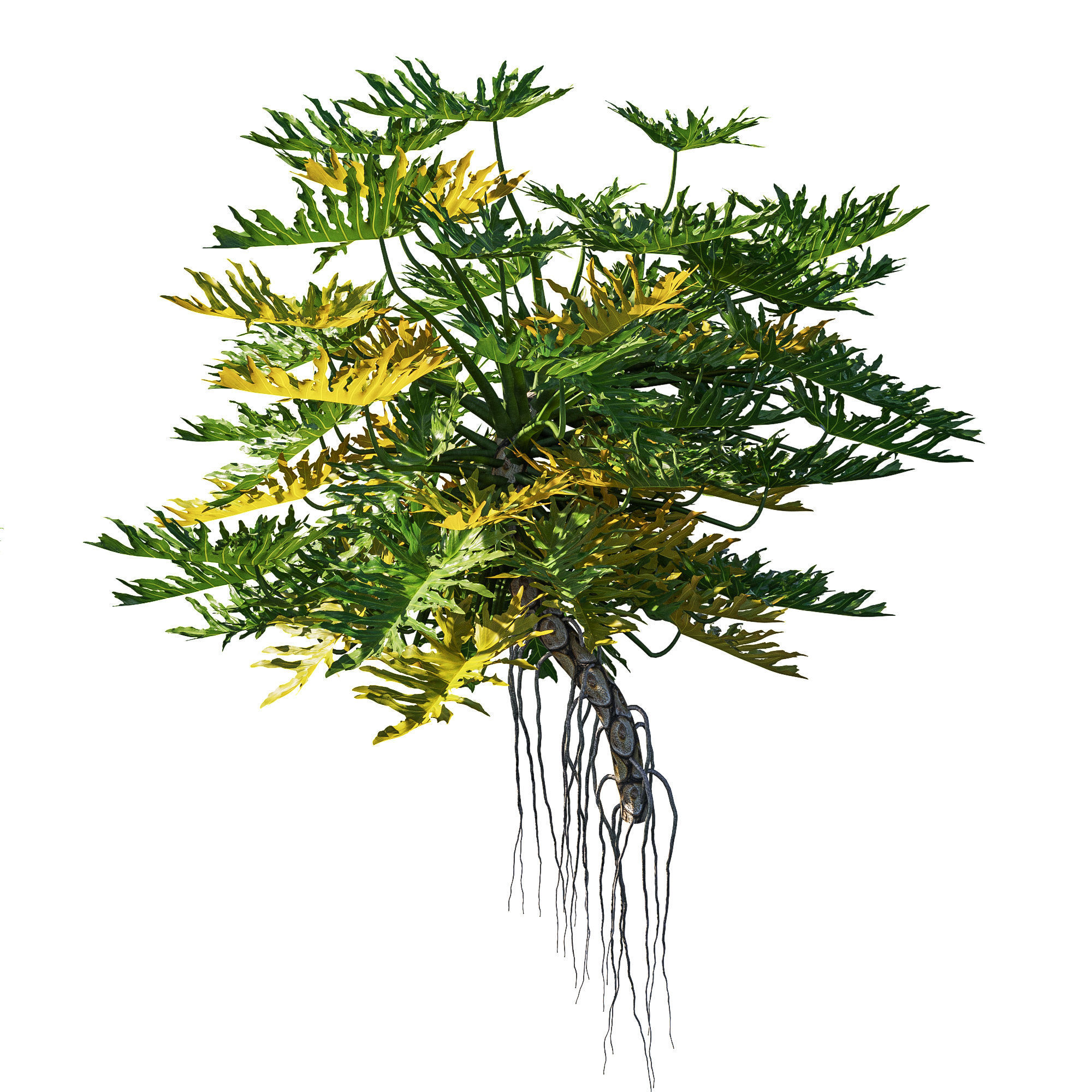 Philodendron Bipinnatifidum tree monstera 03 3D model_1