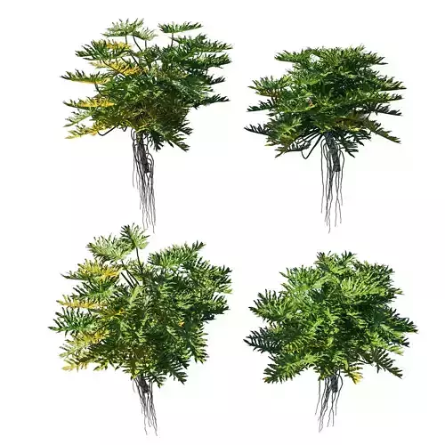 Philodendron Bipinnatifidum tree monstera 03