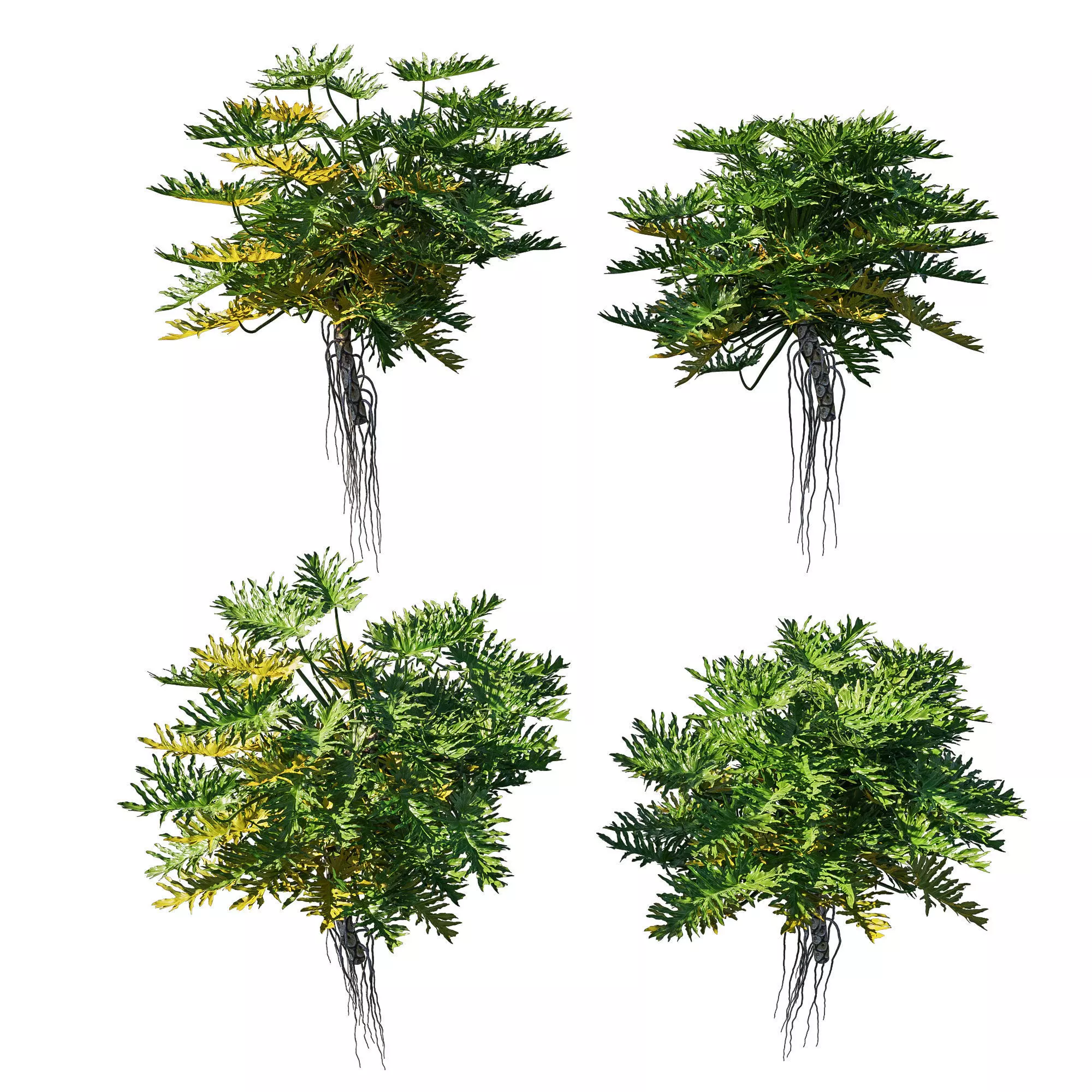 Philodendron Bipinnatifidum tree monstera 03 3D model_0