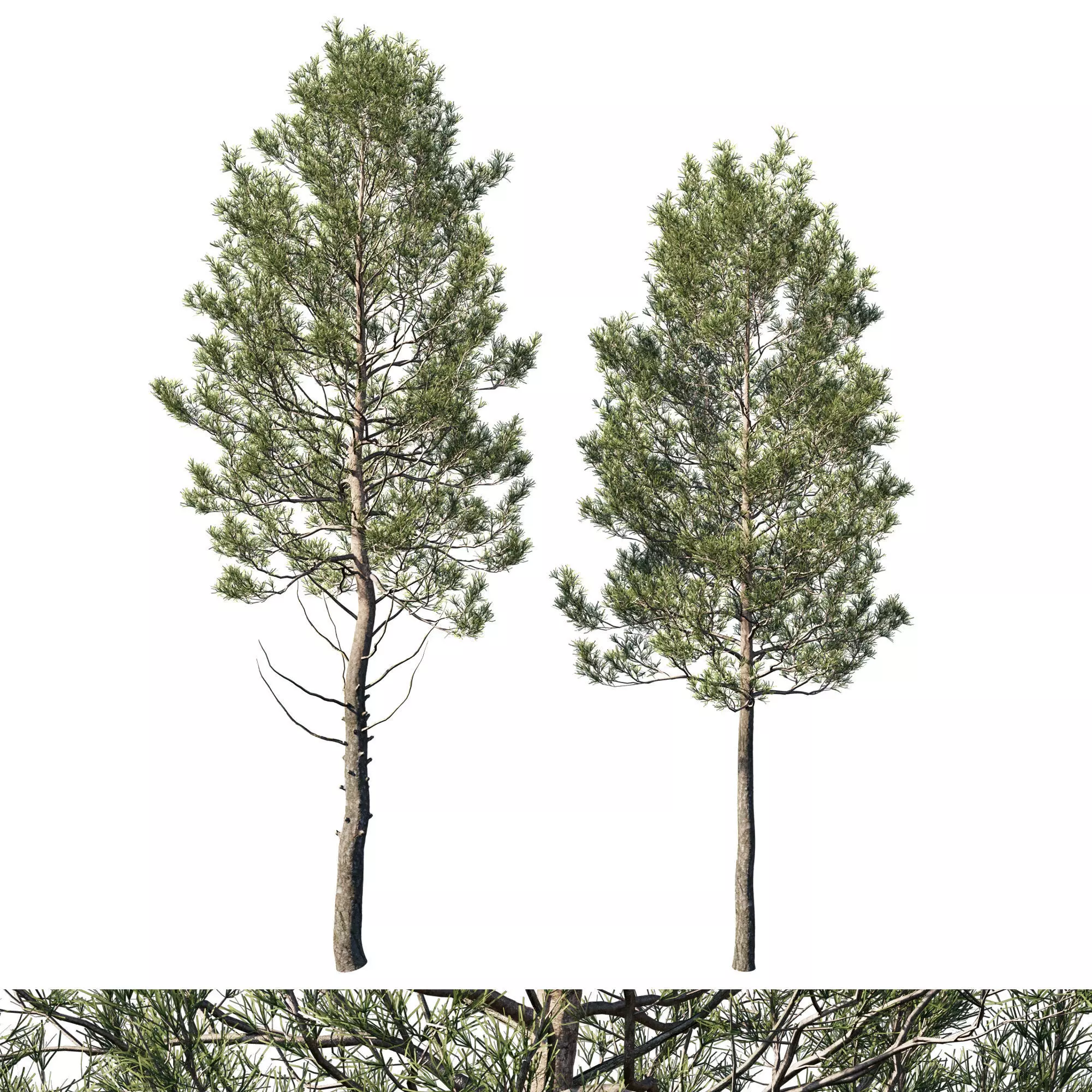 Cedrus Deodara 06 3D model