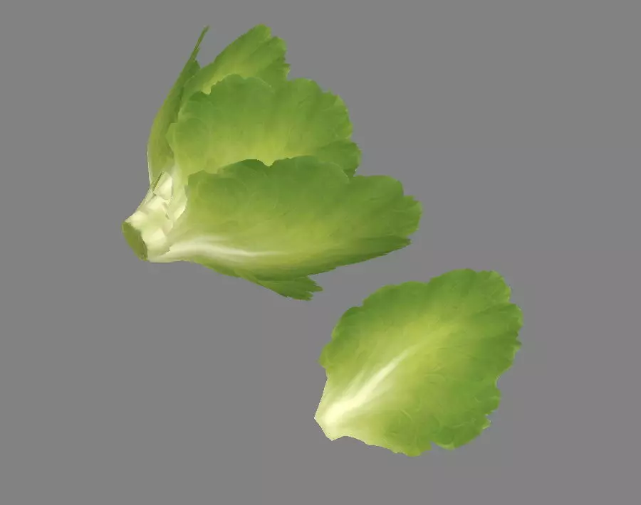 Cartoon Vegetable - lettuce and leaf - green salad Low-poly 3D model_0