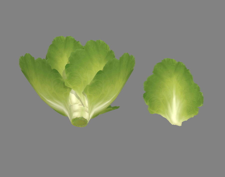 Cartoon Vegetable - lettuce and leaf - green salad Low-poly 3D model_2