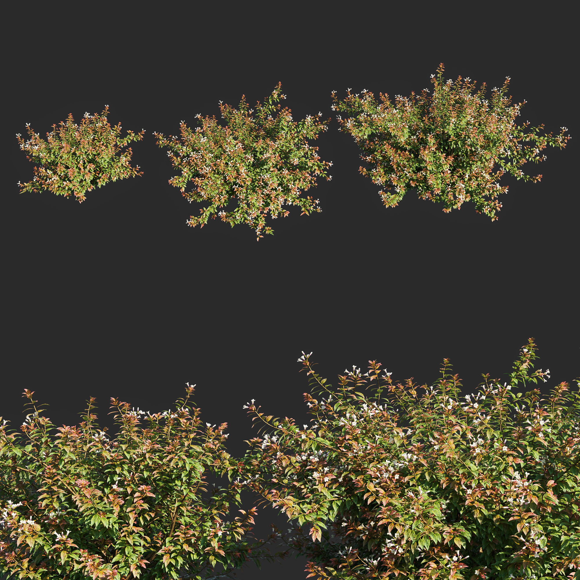 abelia x grandiflora flower op3 3D model_1