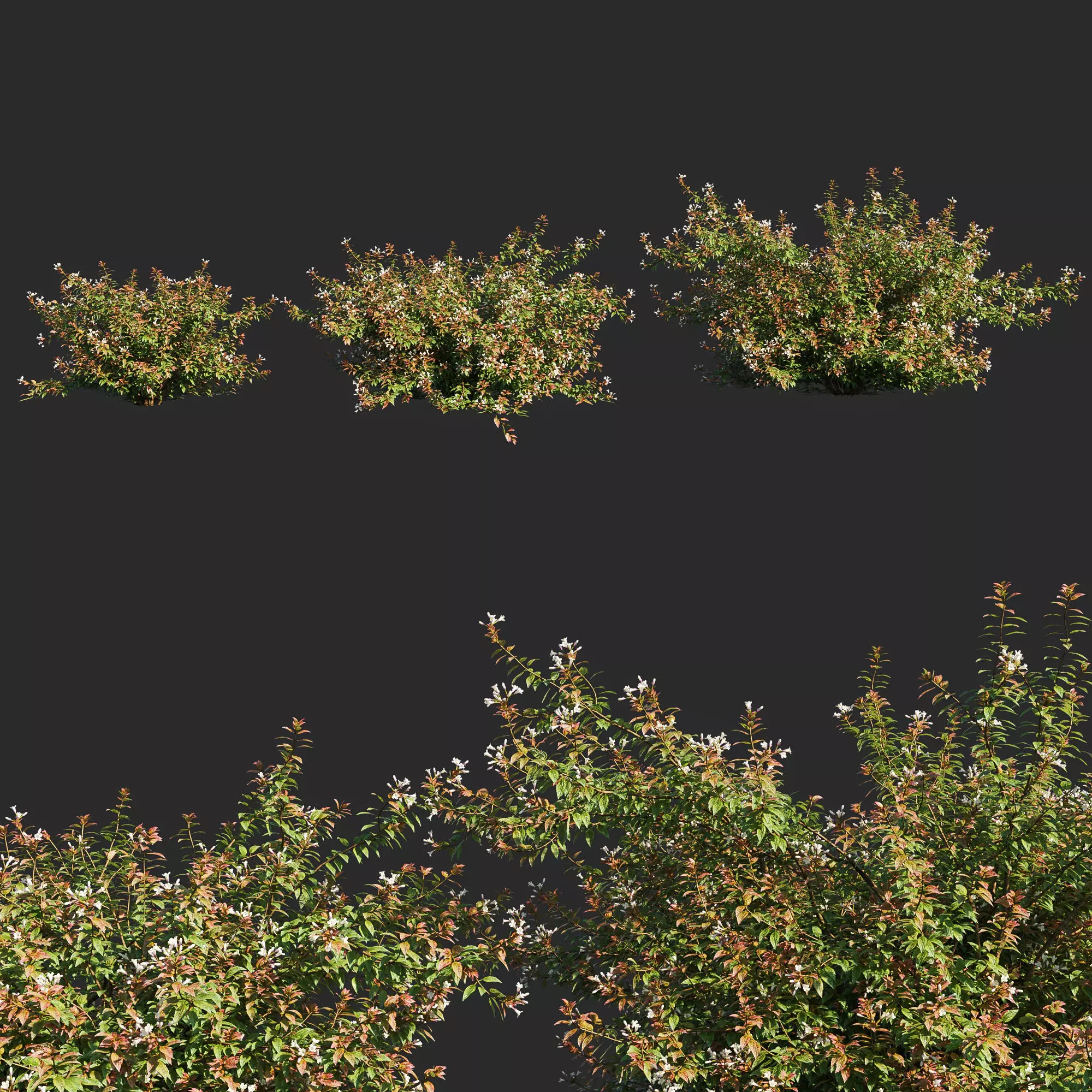 abelia x grandiflora flower op3 3D model_0