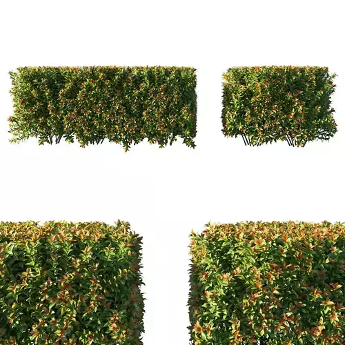 Spiraea japonica bush hedge