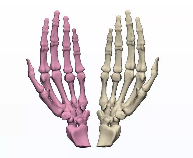 Human Hands 3d print models 3D print model_0