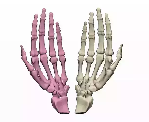 Human Hands 3d print models 3D print model