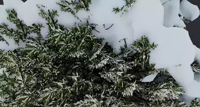 Tree Picea-abies winter 3D model