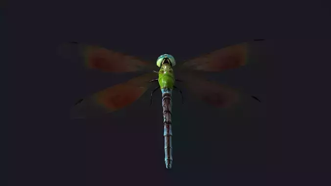 Dragonfly Anisoptera Low poly PBR