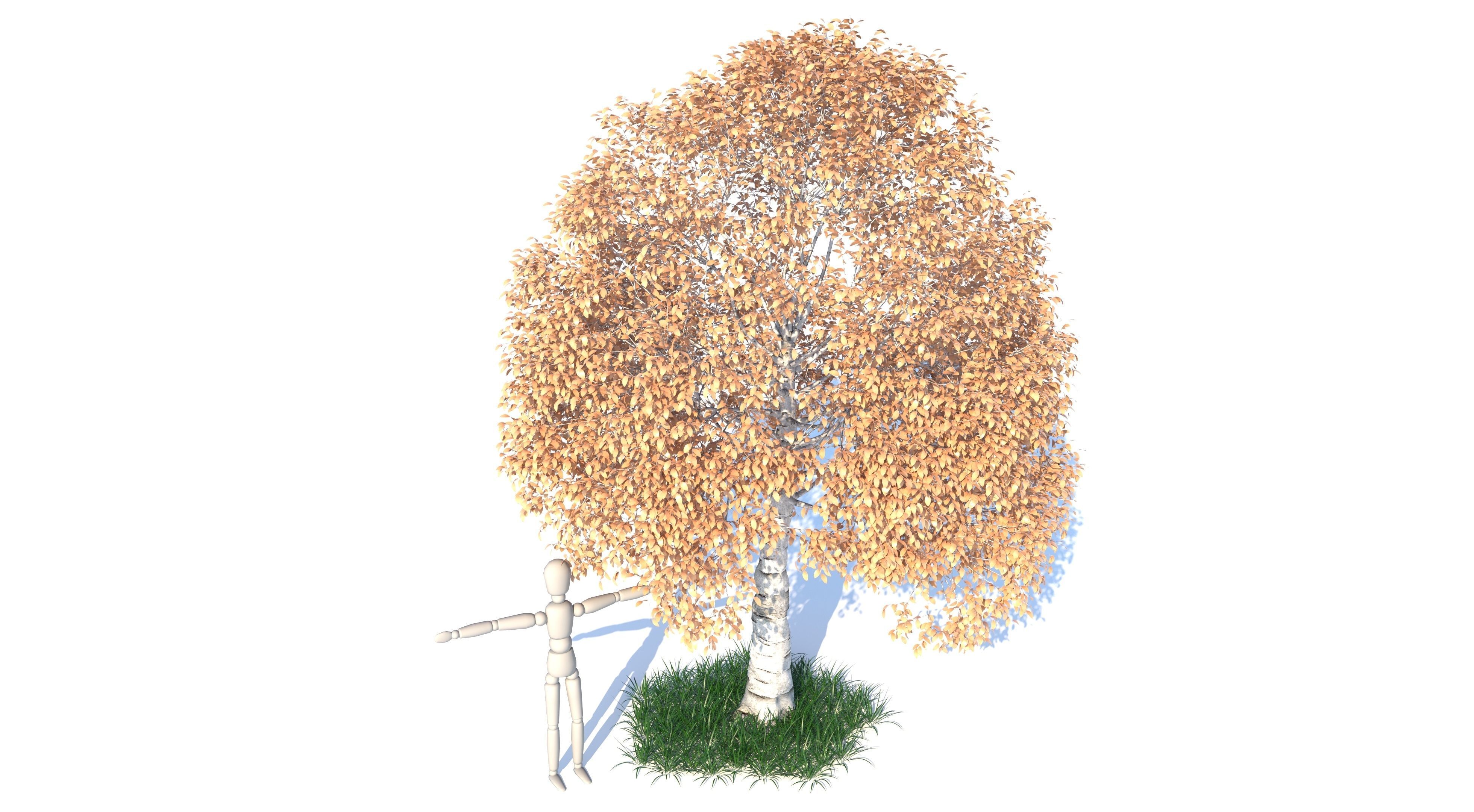 Aspen Tree and Grass 3D model_2