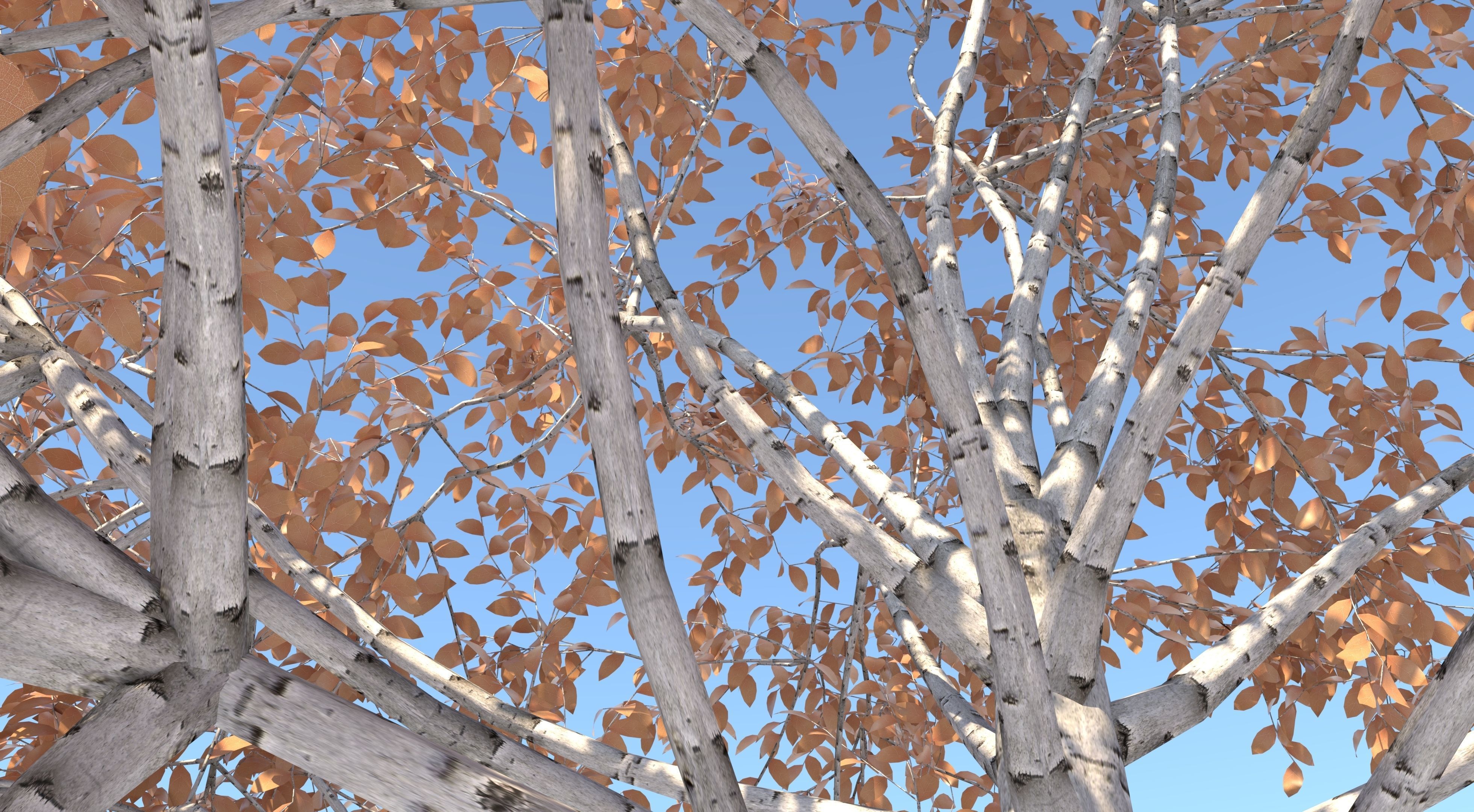 Aspen Tree and Grass 3D model_6