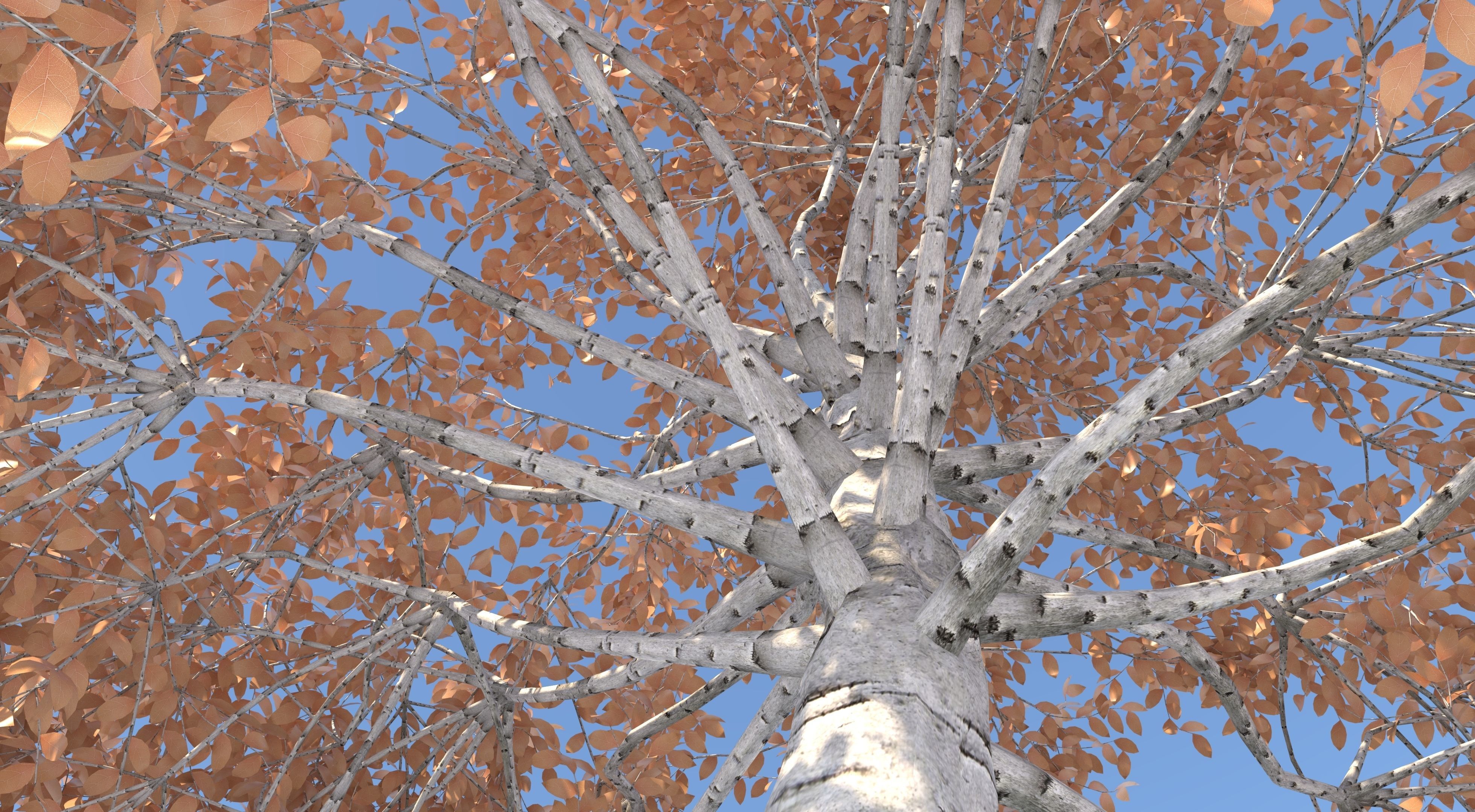 Aspen Tree and Grass 3D model_5