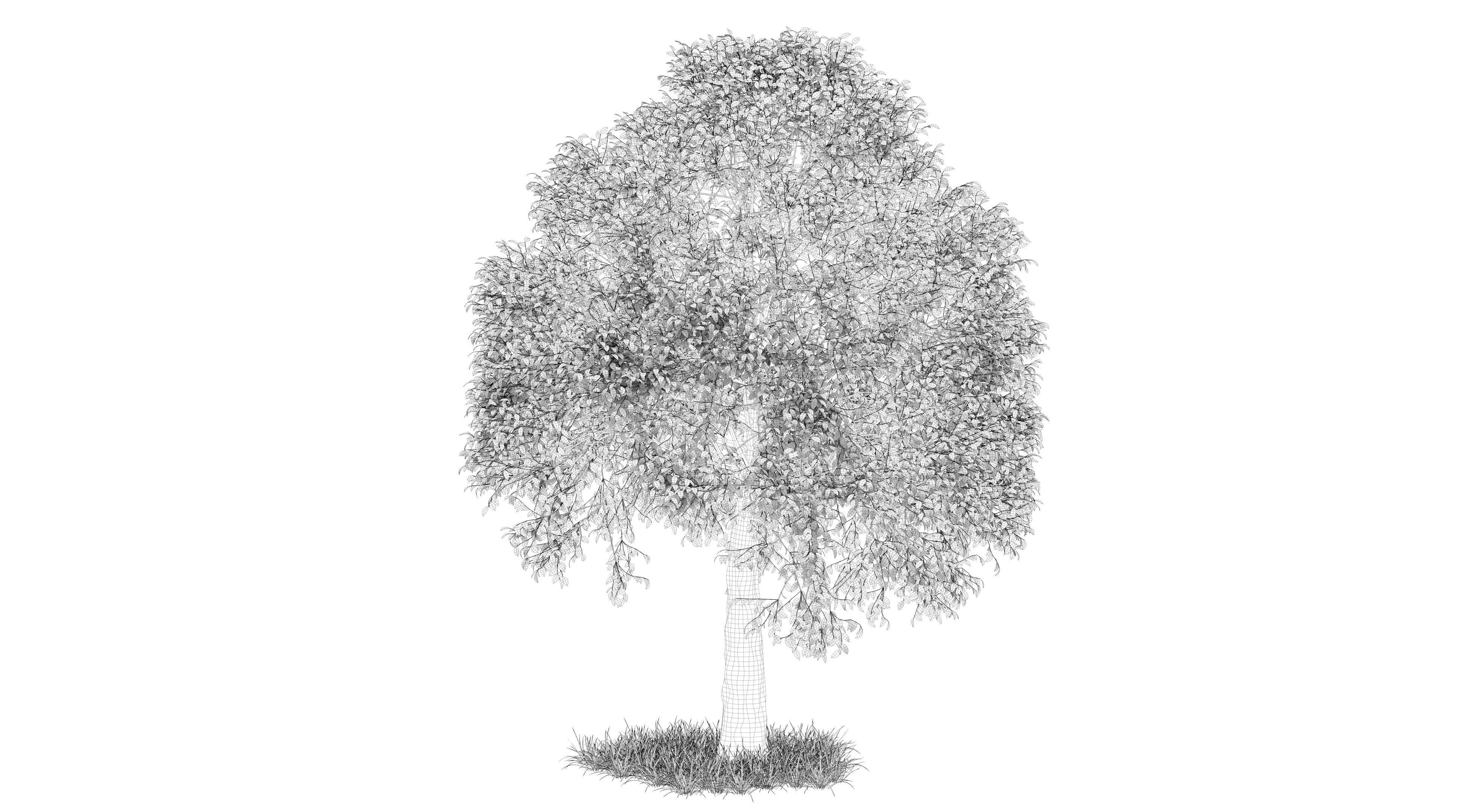 Aspen Tree and Grass 3D model_10