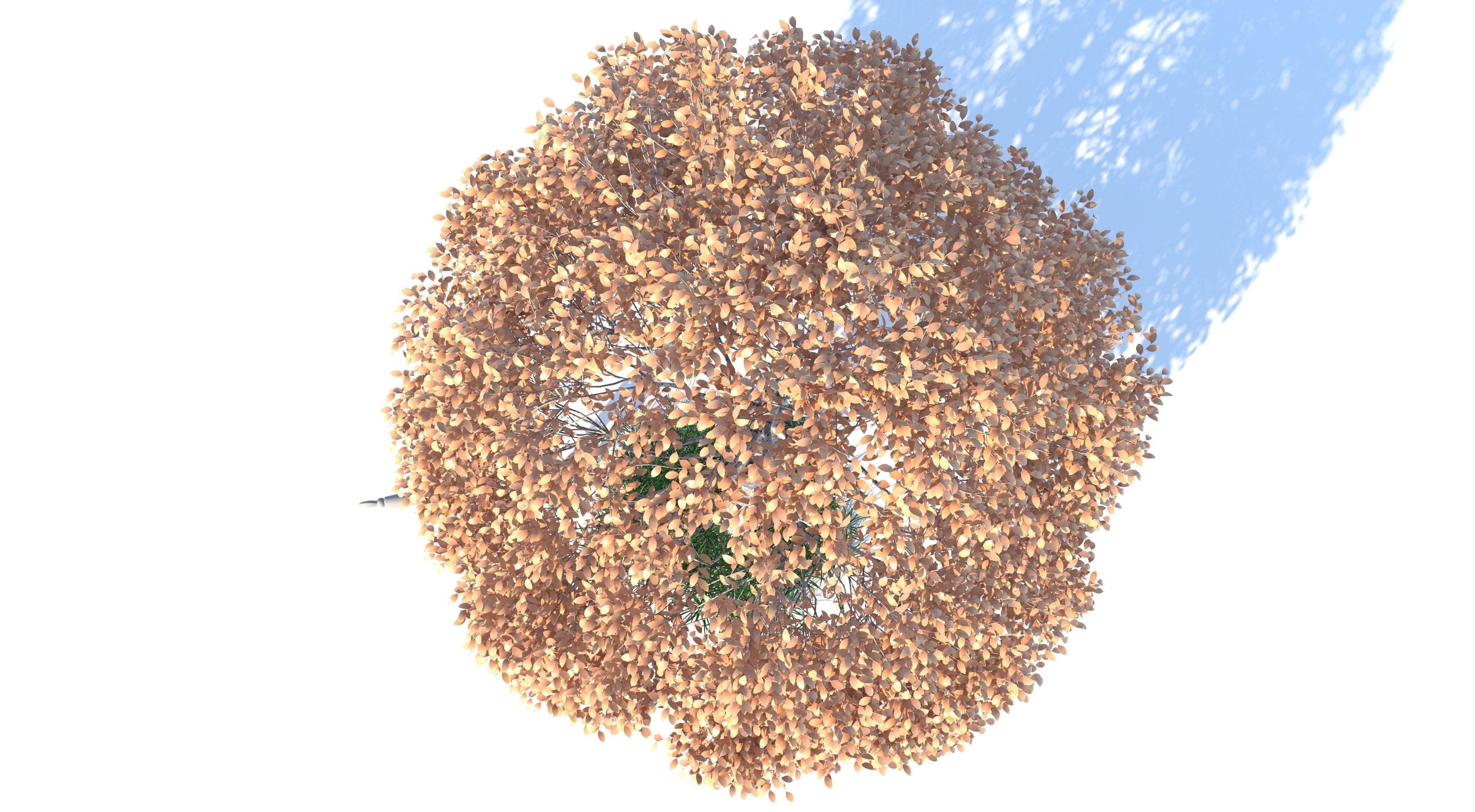 Aspen Tree and Grass 3D model_4