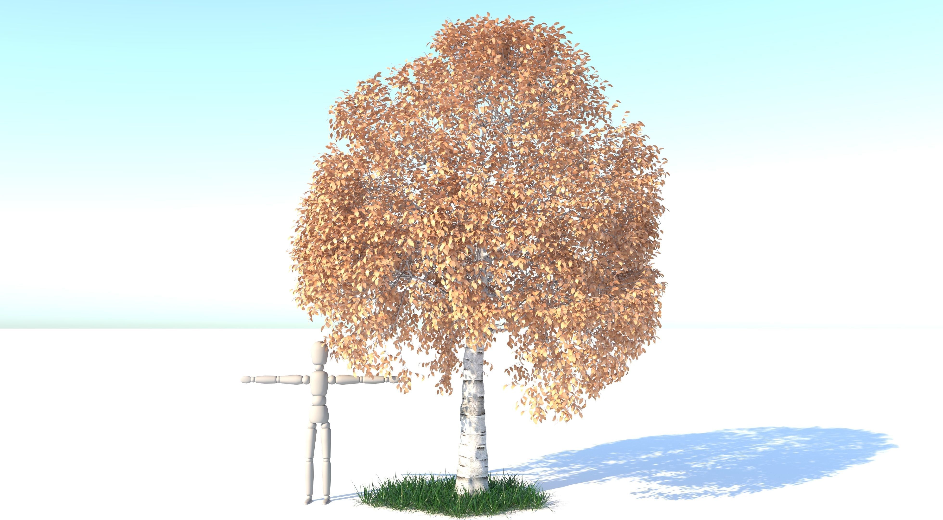 Aspen Tree and Grass 3D model_1