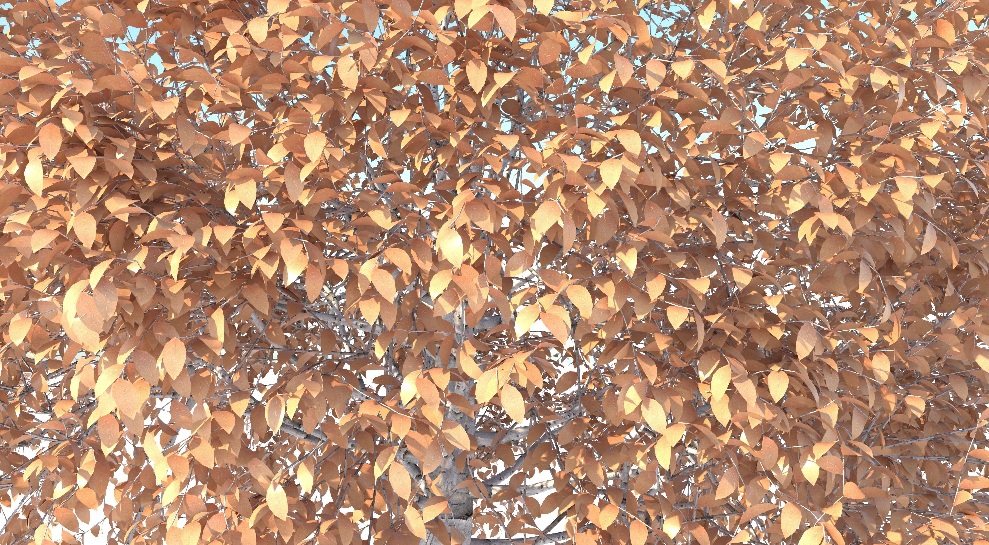 Aspen Tree and Grass 3D model_8