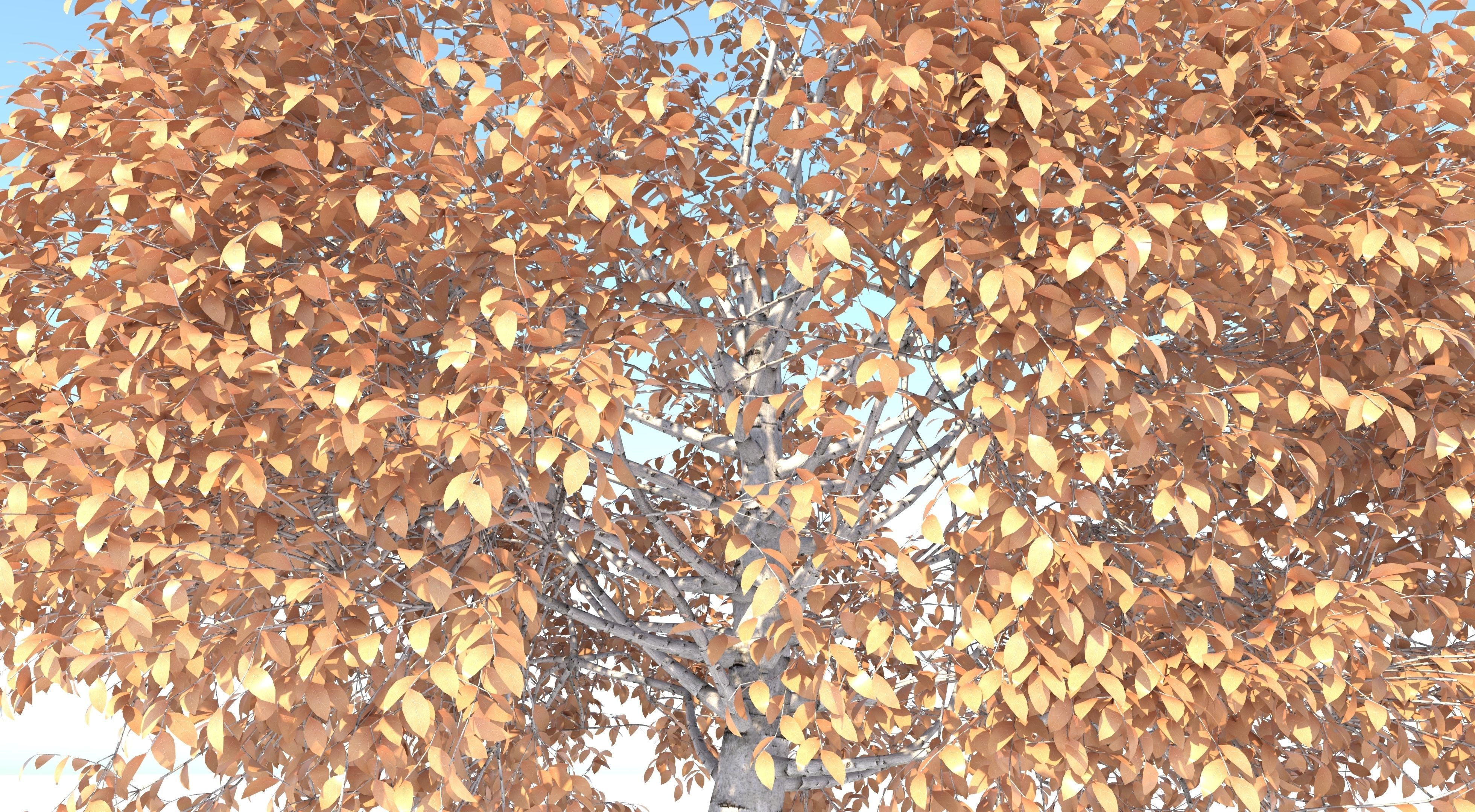 Aspen Tree and Grass 3D model_7