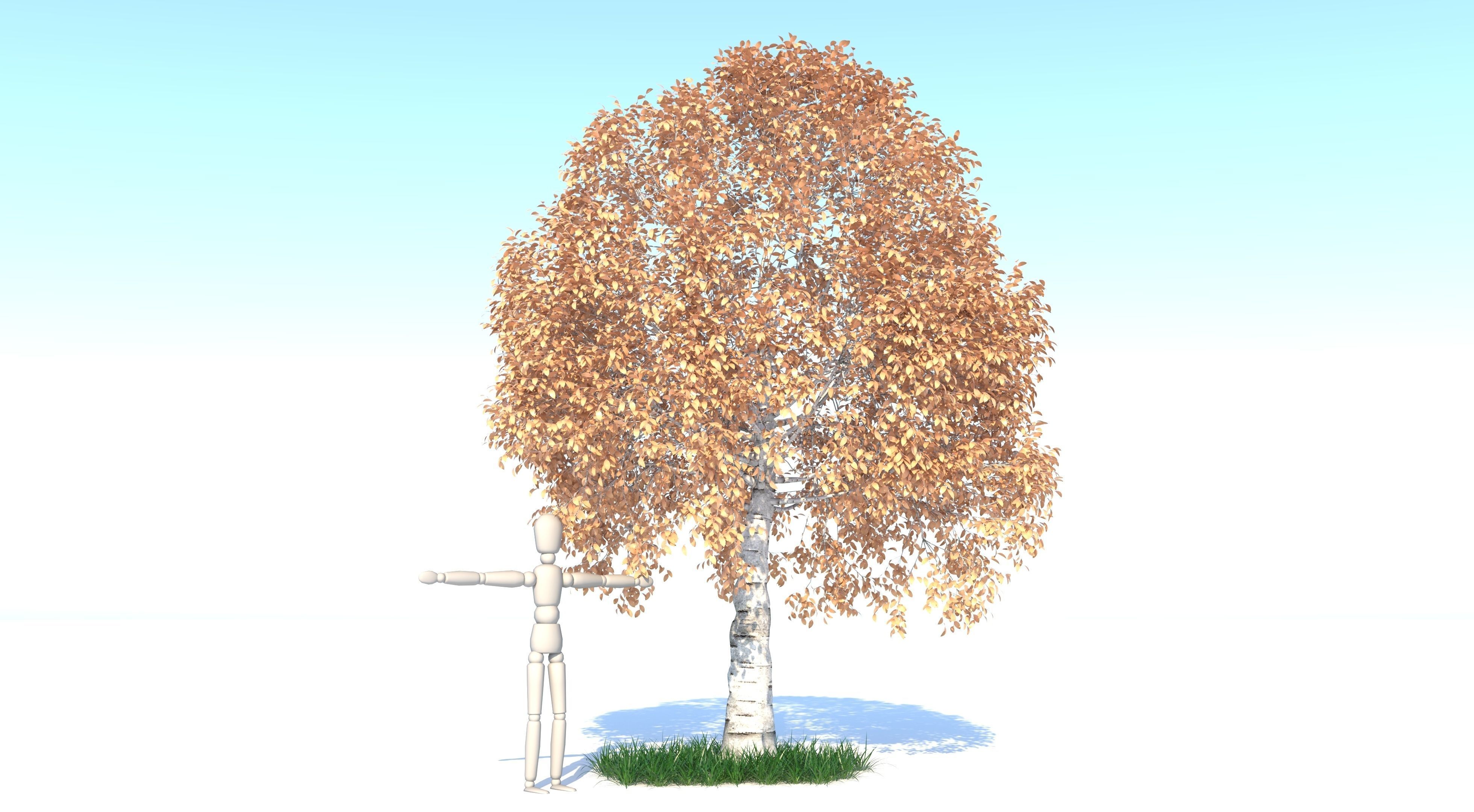 Aspen Tree and Grass 3D model_3
