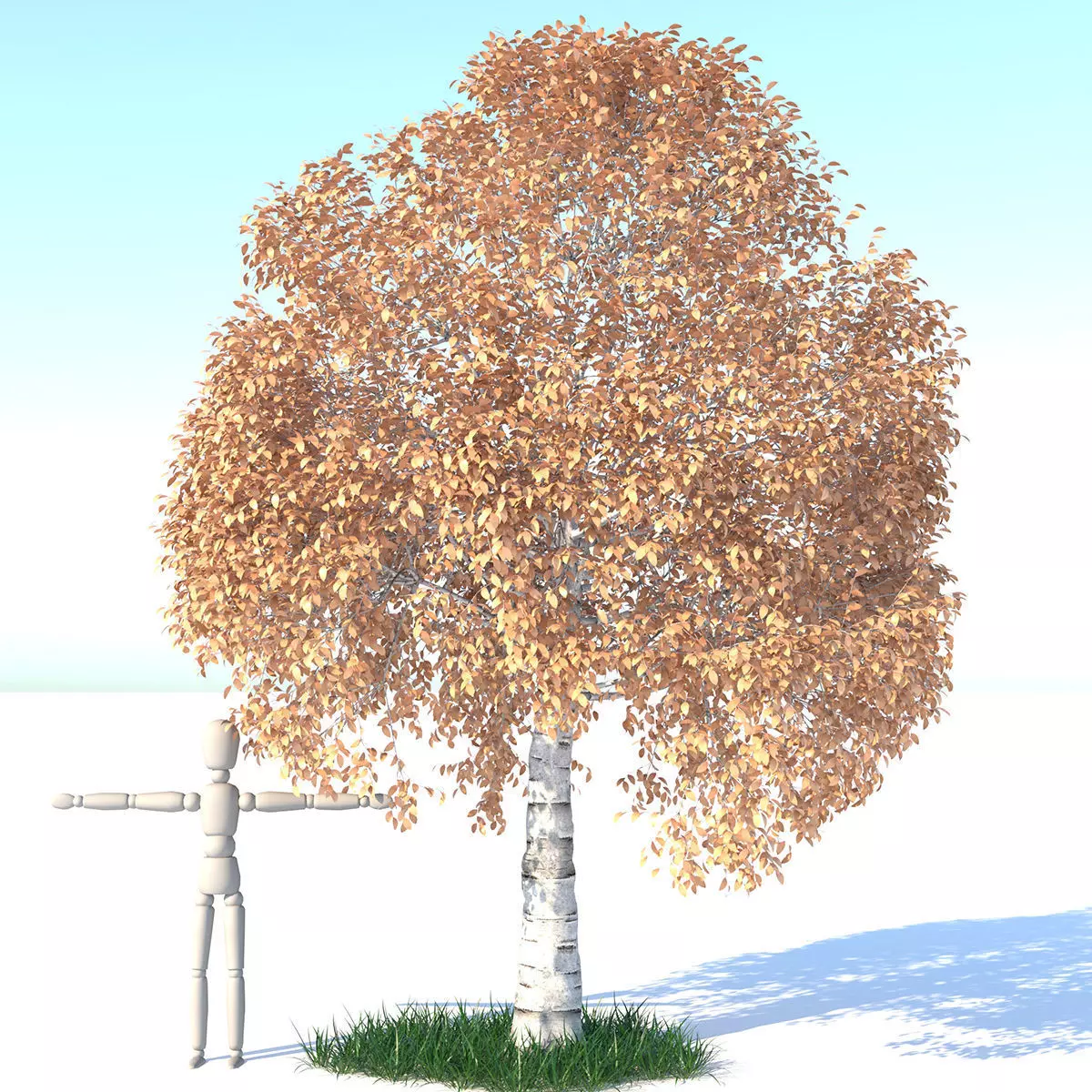 Aspen Tree and Grass 3D model_0