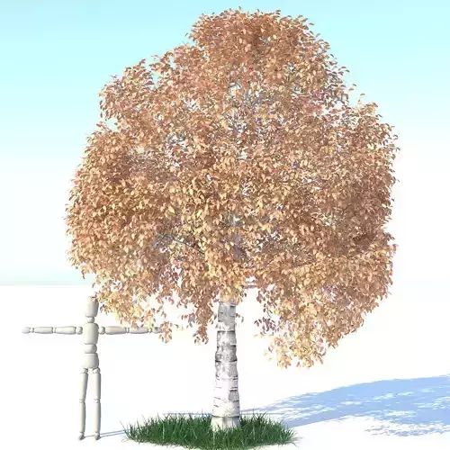 Aspen Tree and Grass 3D model