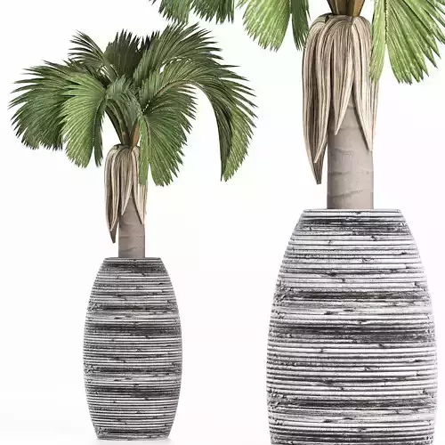 Plants Collection 183 Palm